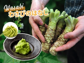 Sự thật đằng sau wasabi: Gia vị quý được dùng để nộp thuế thay vàng